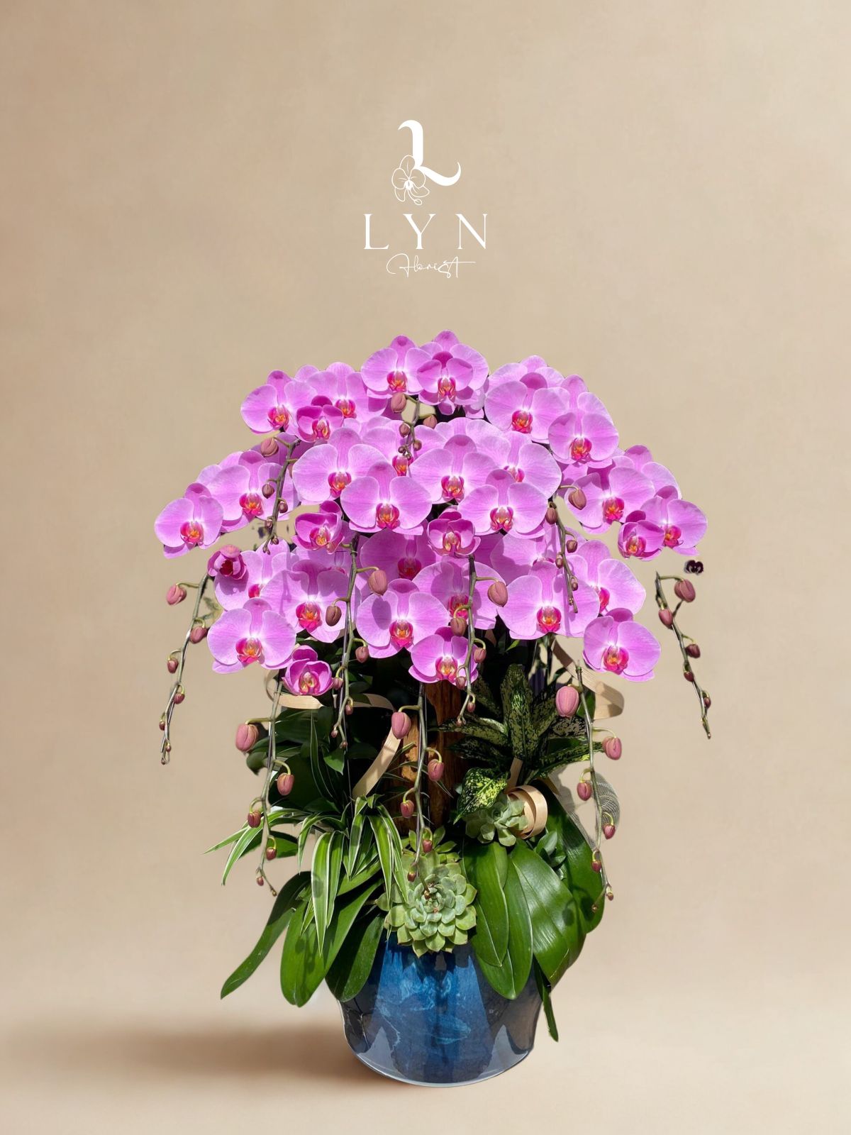 Chậu Lan Hồng 243 Lũa